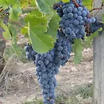Les Raisins Du Bonheur 3* Puisseguin