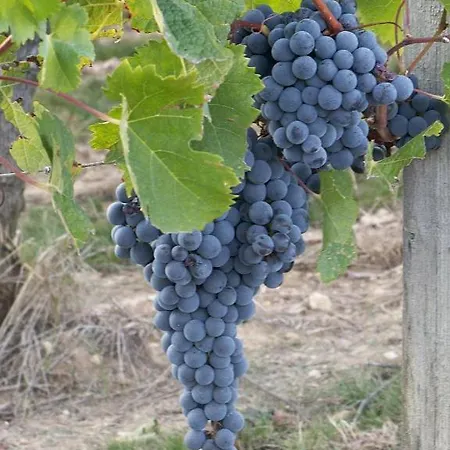 Les Raisins Du Bonheur * Puisseguin