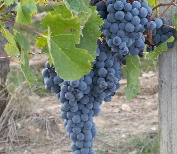 Les Raisins Du Bonheur 3* Puisseguin